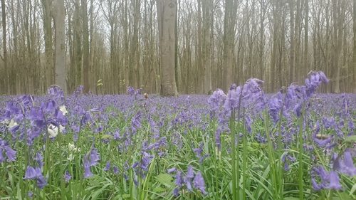Hyacinthoides non-scripta