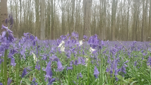 Hyacinthoides non-scripta