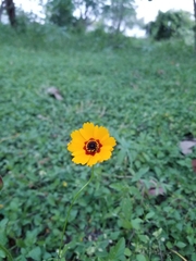 Coreopsis basalis