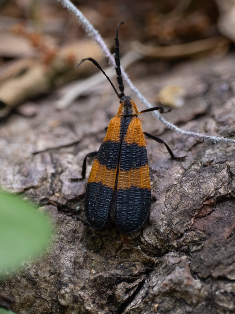 Banded Net-winged Beetle from Gainesville, FL, USA on April 21, 2024 at ...