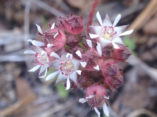Horkelia tridentata var. tridentata
