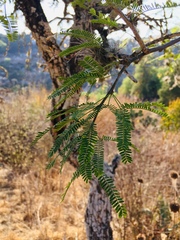 Prosopis laevigata