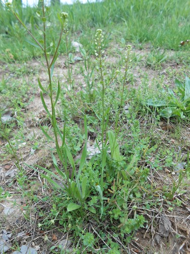 Lepidium densiflorum iNat (1)