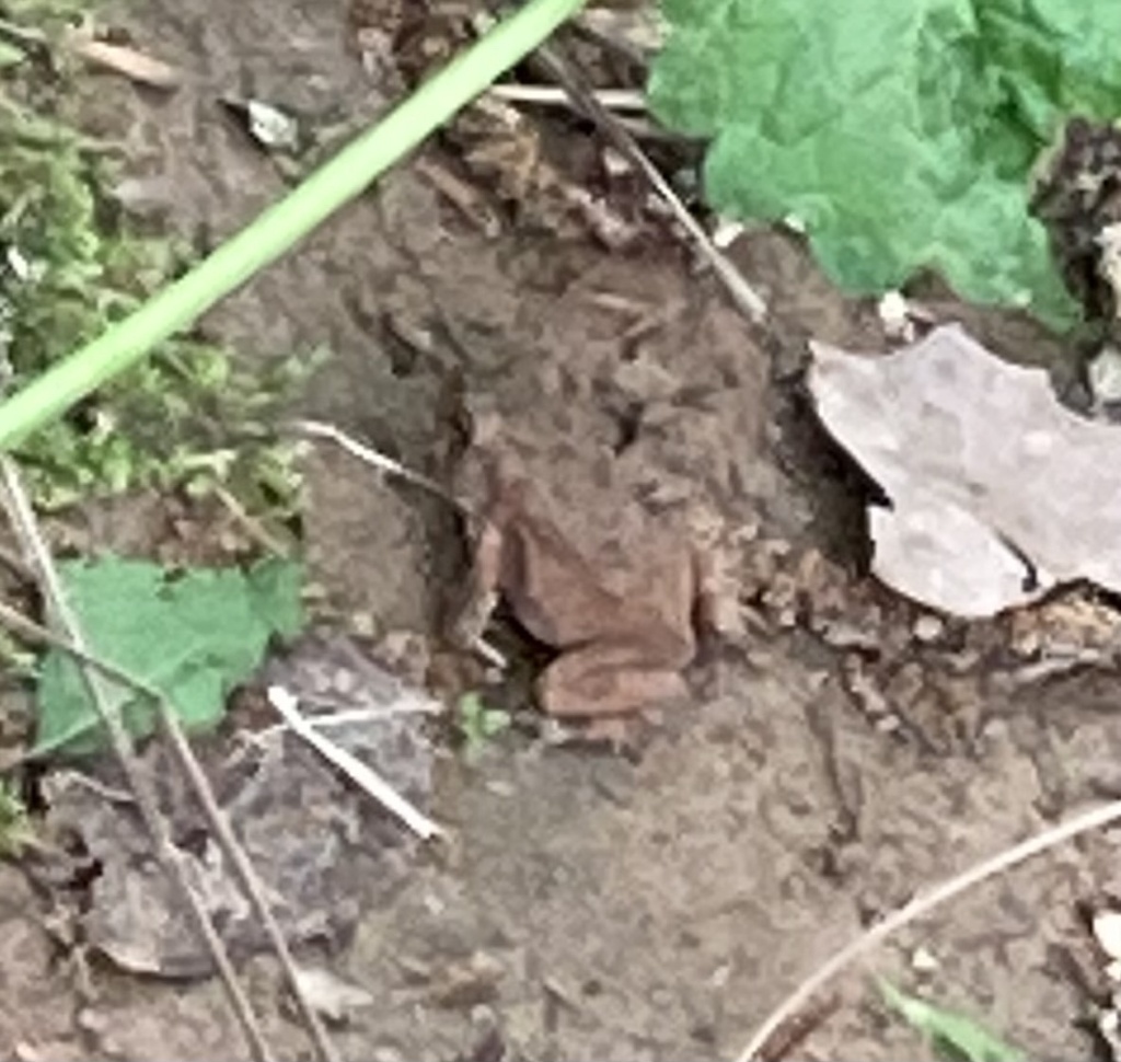 Frogs and Toads in April 2024 by Eliza Glass · iNaturalist