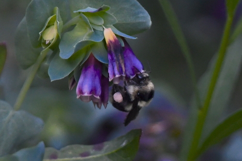 Black-tailed Bumble Bee, 33rd St, East Sac, CA, USA, photo 10 of 10