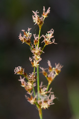 Juncus mexicanus