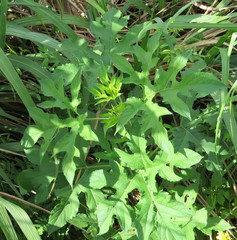 Ambrosia trifida trifida