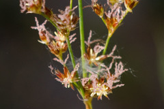 Juncus mexicanus