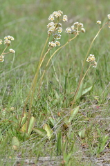 Micranthes integrifolia