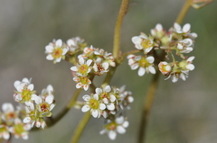 Micranthes integrifolia