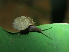 Plectotropis mackensii