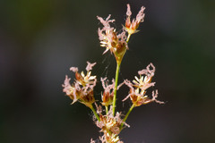 Juncus mexicanus
