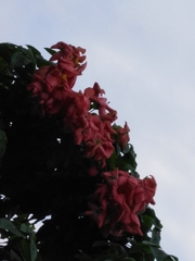 Mussaenda erythrophylla