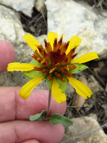 Image of Tetragonotheca texana by (c) Annika Lindqvist, some rights reserved (CC BY)