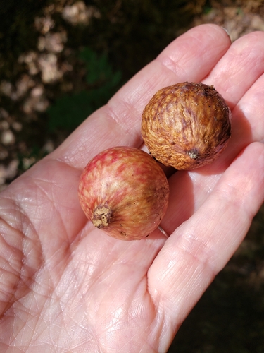 Carolina Hemlock Trail