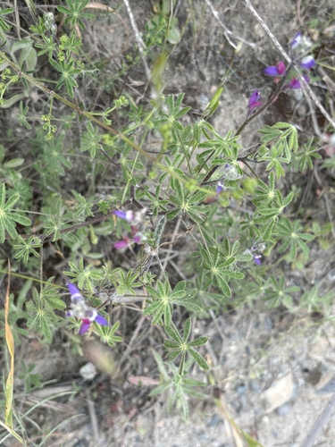 Bajada Lupine (Lupinus agardhianus)