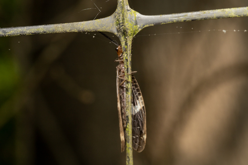 Banded Dark Fishfly photo 5