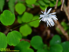 Thalictrum urbainii