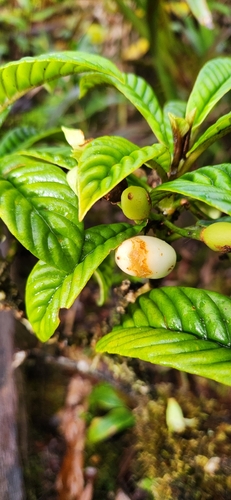 Cyrtandra longifolia