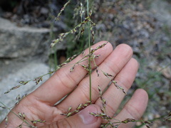 Melica imperfecta