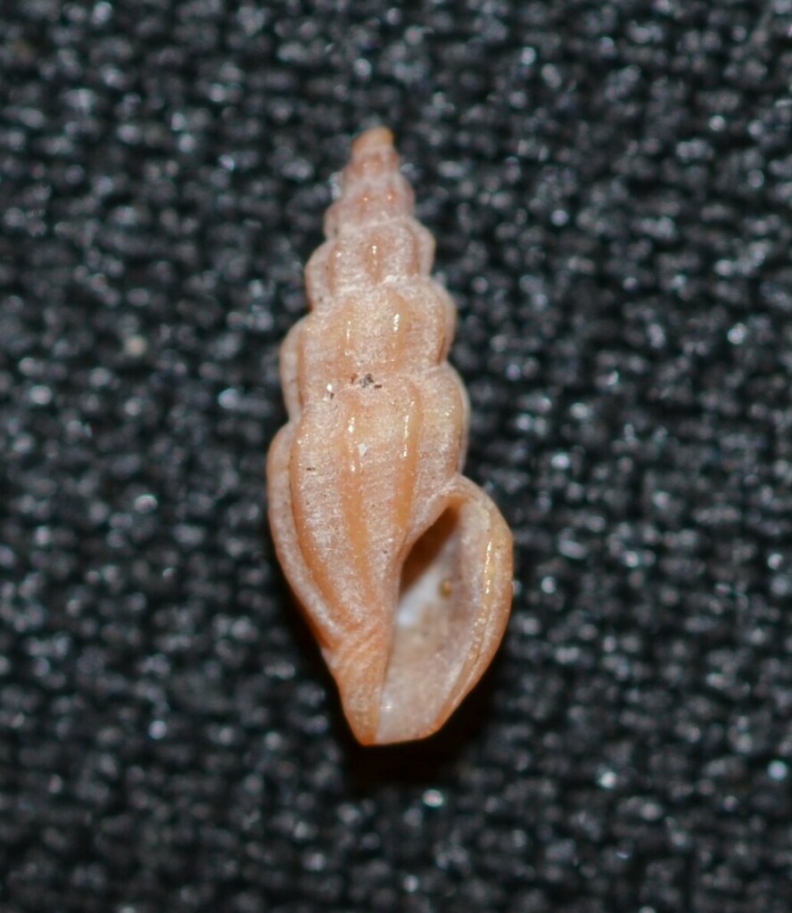 Hemphill's Mangelia