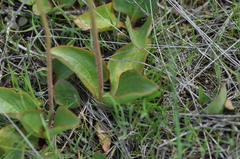 Micranthes integrifolia