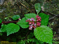 Pilea aquarum