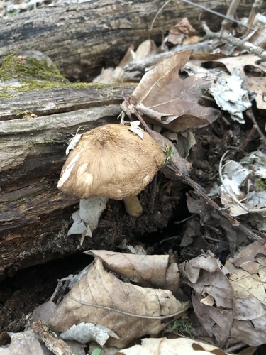 Deer Mushrooms