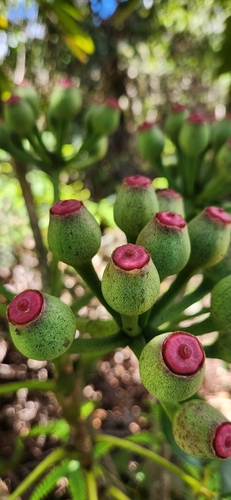 Polyscias waimeae observed 2024-04-10