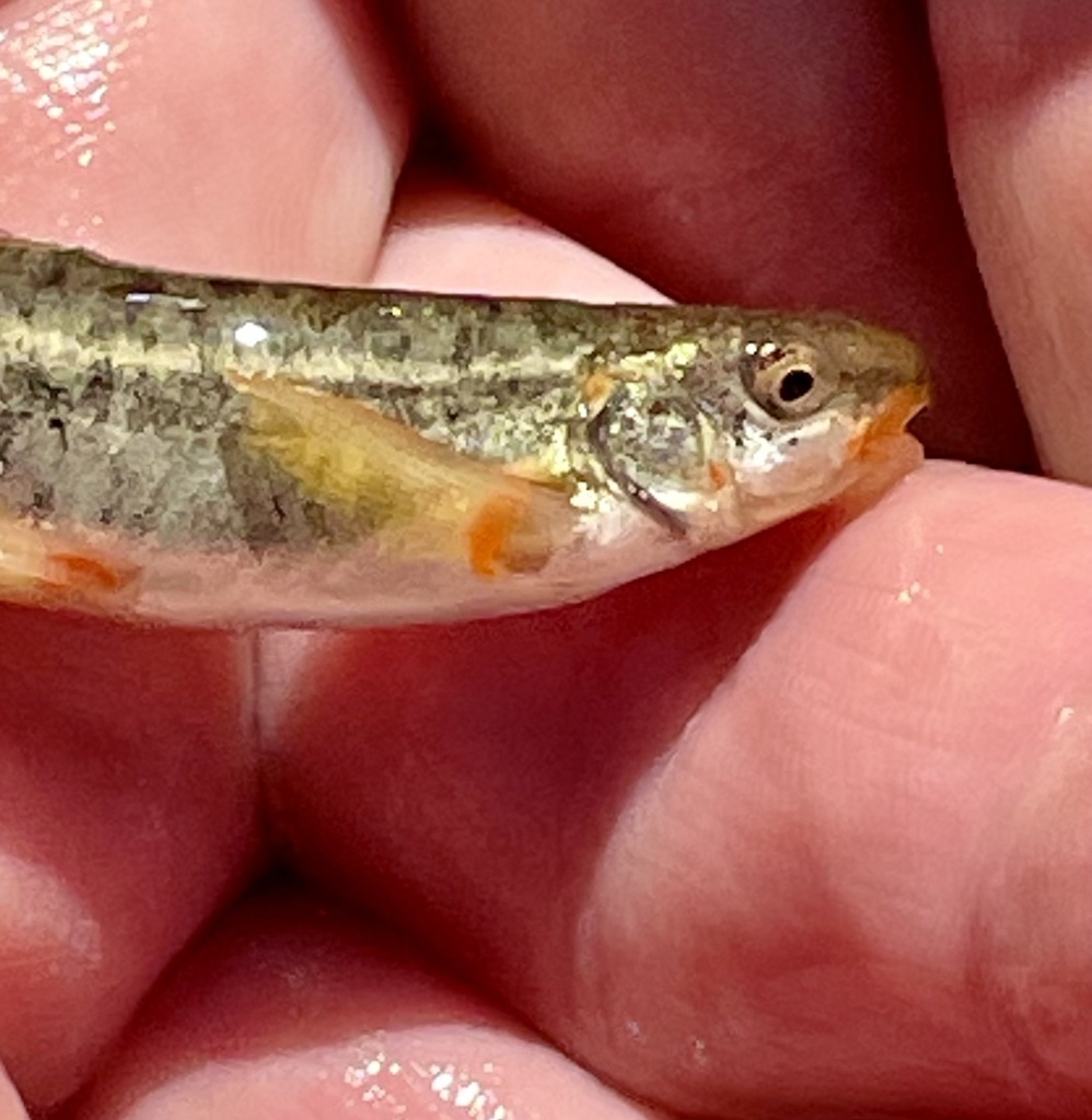 Goose Lake Speckled Dace