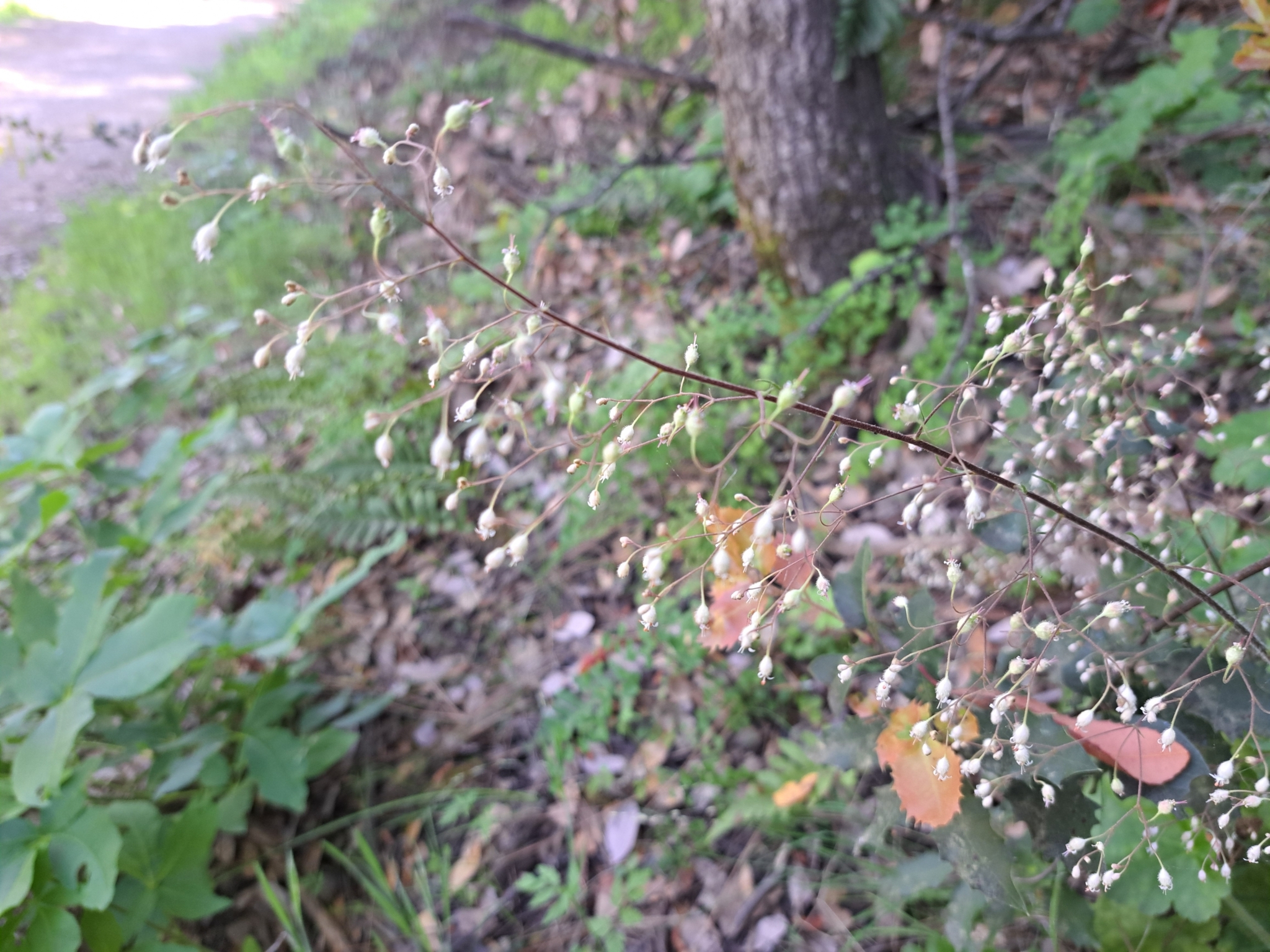 Heuchera micrantha var. erubescens
