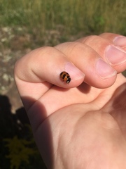 Coccinella monticola