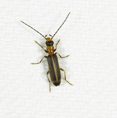 Image of Copidita apicalis