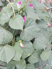 Ipomoea purpurea