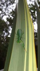 Tithrone roseipennis