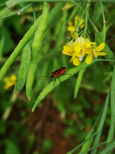 Painted bug