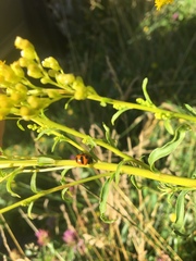Coccinella monticola