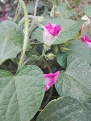 Ipomoea purpurea