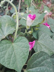 Ipomoea purpurea