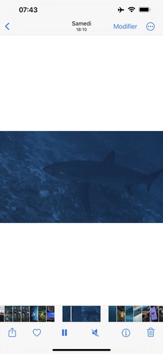 Pelagic thresher shark