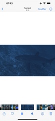 Pelagic thresher shark