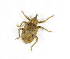 Phelypera distigma image