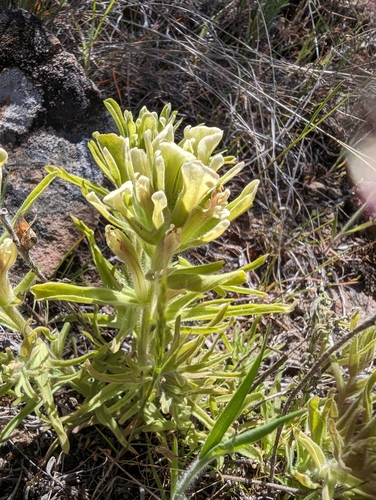 Image of Castilleja xanthotricha by (c) Timothy McNitt, some rights reserved (CC BY)