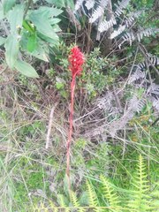 Stenorrhynchos speciosum