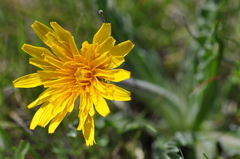 Nothocalais troximoides