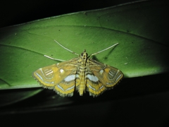 Paracymoriza cataclystalis