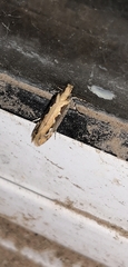 Lepidoptera