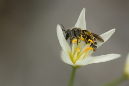 Nothoscordus Andrenid Bee
