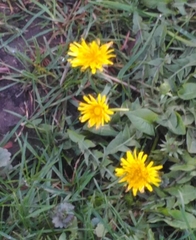 Taraxacum officinale