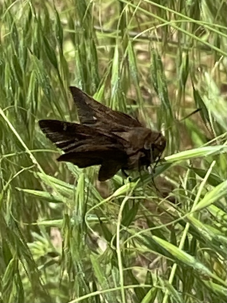 Clouded Skipper from David Fort Rd, Argyle, TX, US on April 21, 2024 at ...